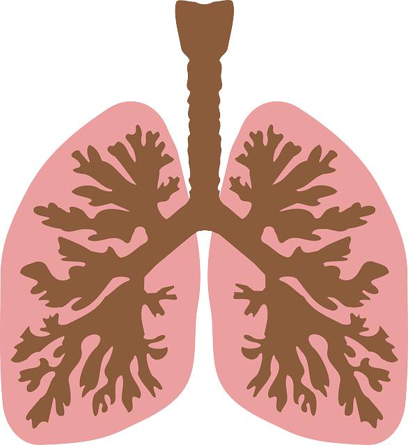 windpipe-149762_640.png windpipe-149762_640.png
