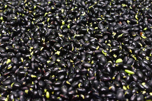 bean-6077944_640.jpg bean-6077944_640.jpg
