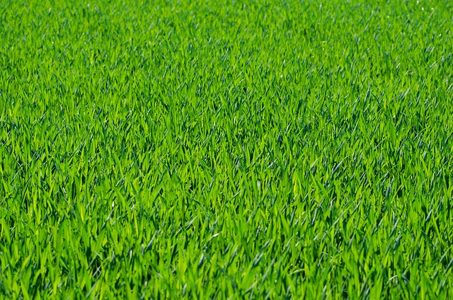 grass-275986_640.jpg grass-275986_640.jpg