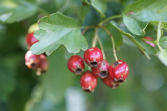 hawthorn-6634732_640.jpg