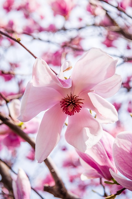 magnolia-flower-8635583_640.jpg magnolia-flower-8635583_640.jpg