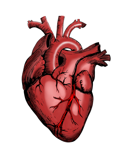 heart-5079717_640.png heart-5079717_640.png