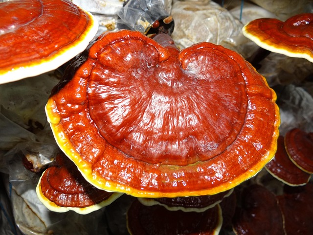 ganoderma-1829862_640.jpg ganoderma-1829862_640.jpg