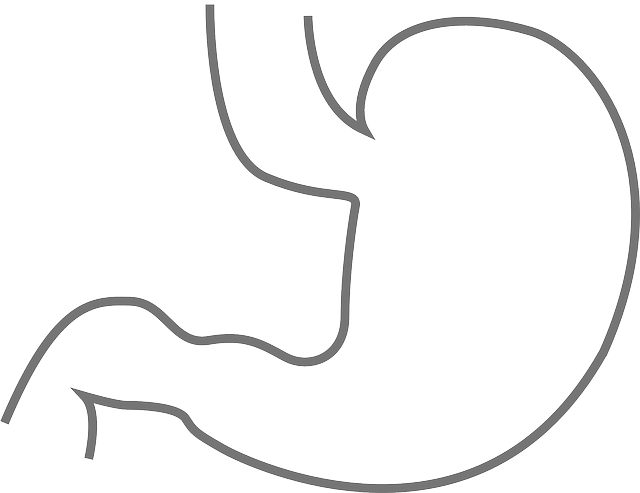stomach-293928_640.png stomach-293928_640.png