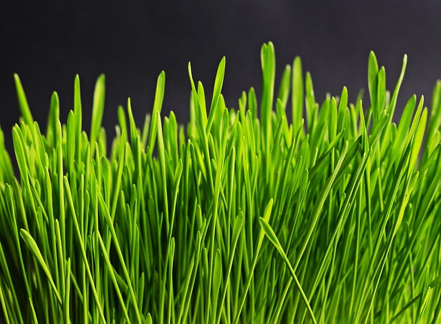 grass-534873_640.jpg grass-534873_640.jpg