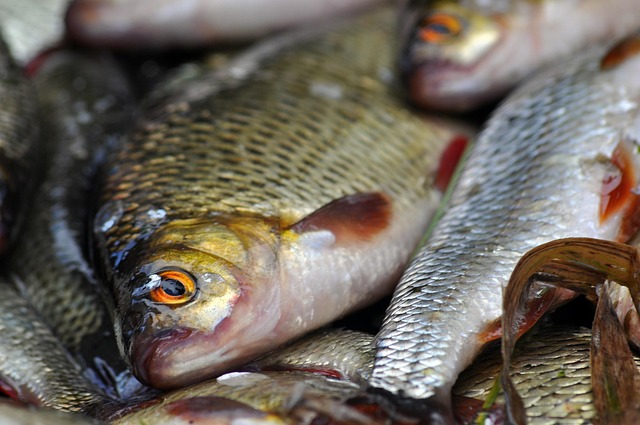 fish-7546131_640.jpg fish-7546131_640.jpg