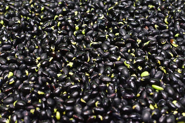 bean-6077944_640.jpg bean-6077944_640.jpg