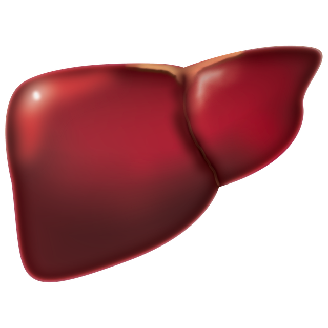 liver-4847972_640.png liver-4847972_640.png