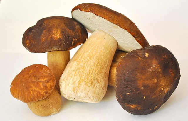 mushroom-913499_640.jpg mushroom-913499_640.jpg