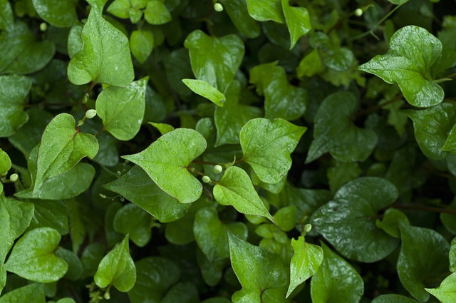 houttuynia-cordata-839047_640.jpg houttuynia-cordata-839047_640.jpg