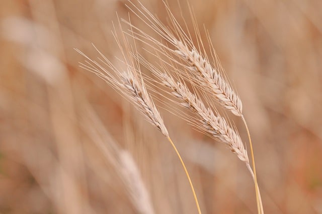 wheat-9659385_640.jpg wheat-9659385_640.jpg