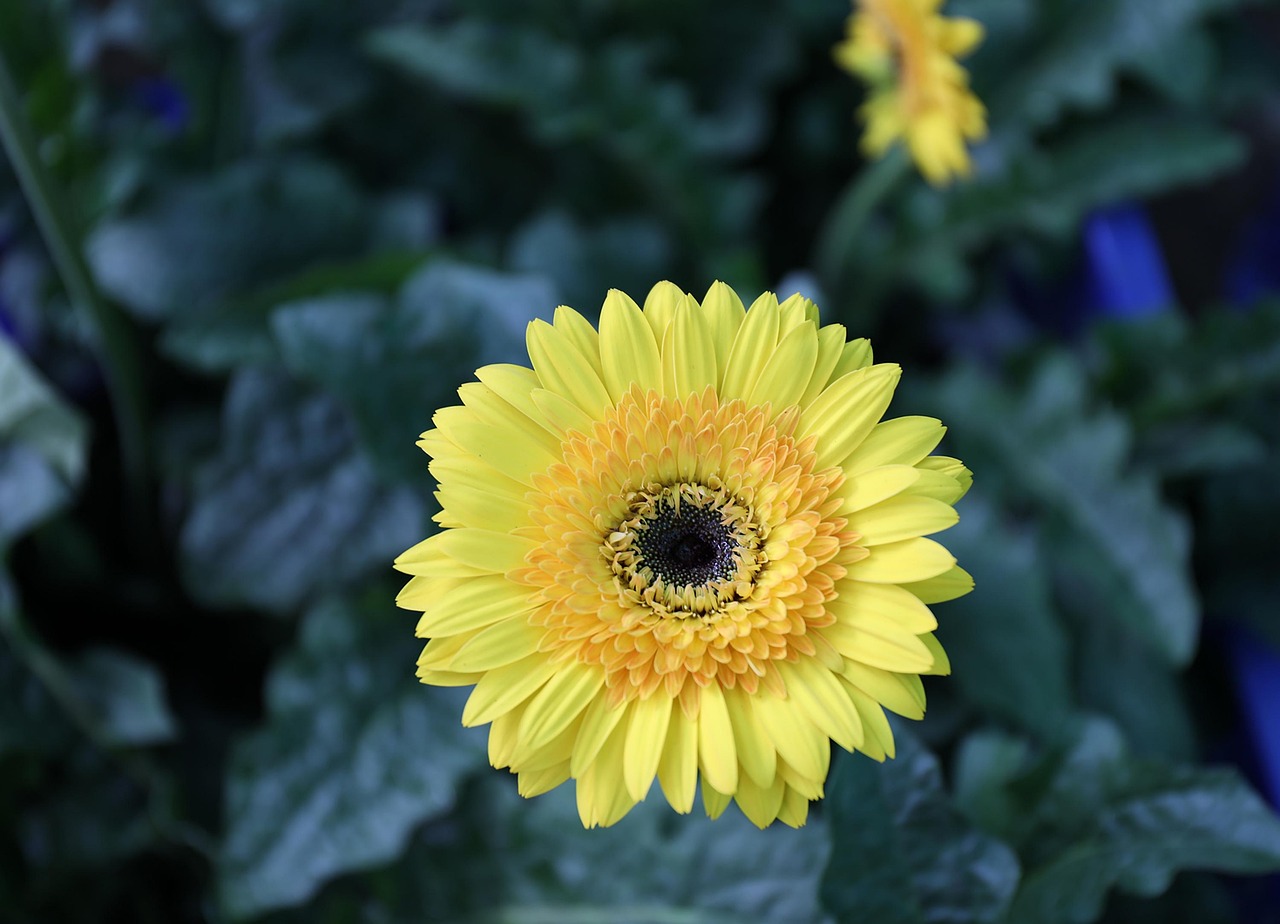yellow-chrysanthemum-7699852_1280.jpg yellow-chrysanthemum-7699852_1280.jpg