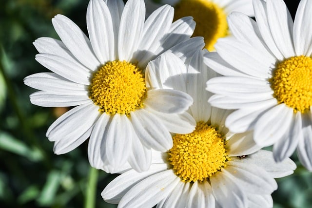 daisies-9637979_640.jpg