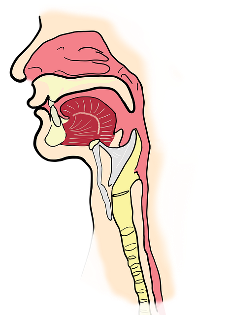 the-larynx-2381980_640.png the-larynx-2381980_640.png
