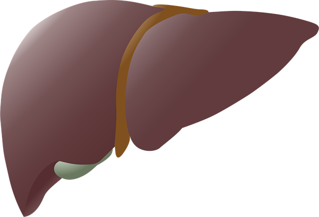 liver-6198967_640.png liver-6198967_640.png