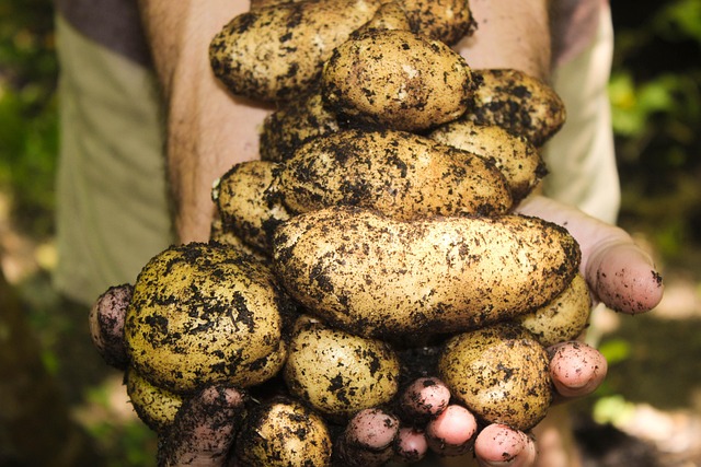 potatoes-1866415_640.jpg potatoes-1866415_640.jpg
